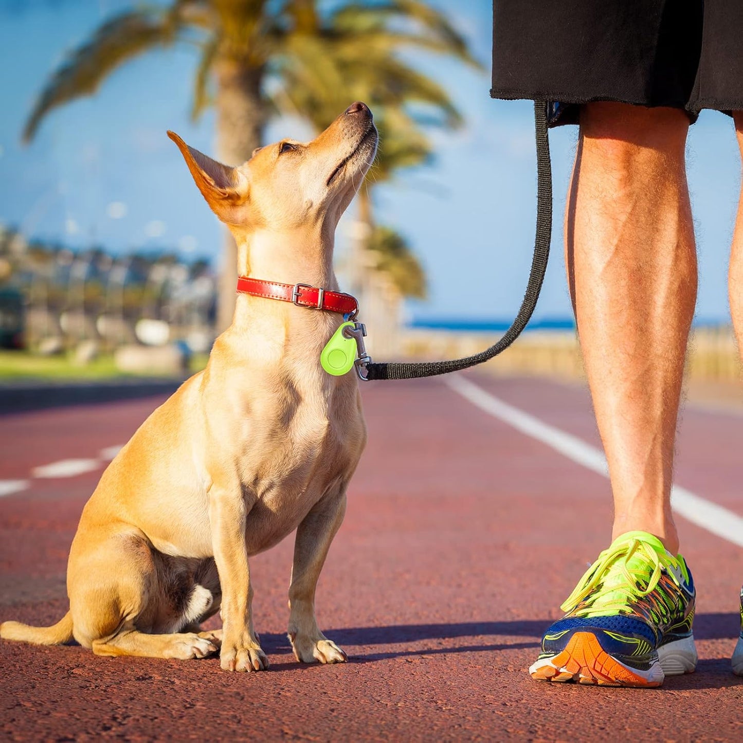 Pet Smart GPS Tracker